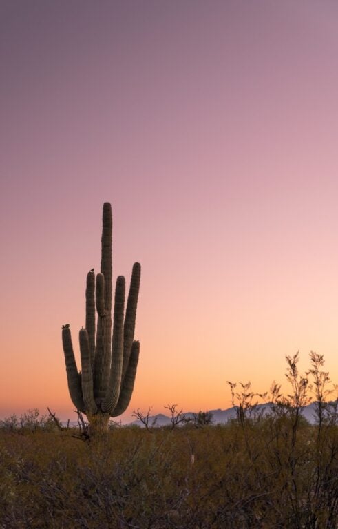 sunrise with silhouette of saguaro cactus